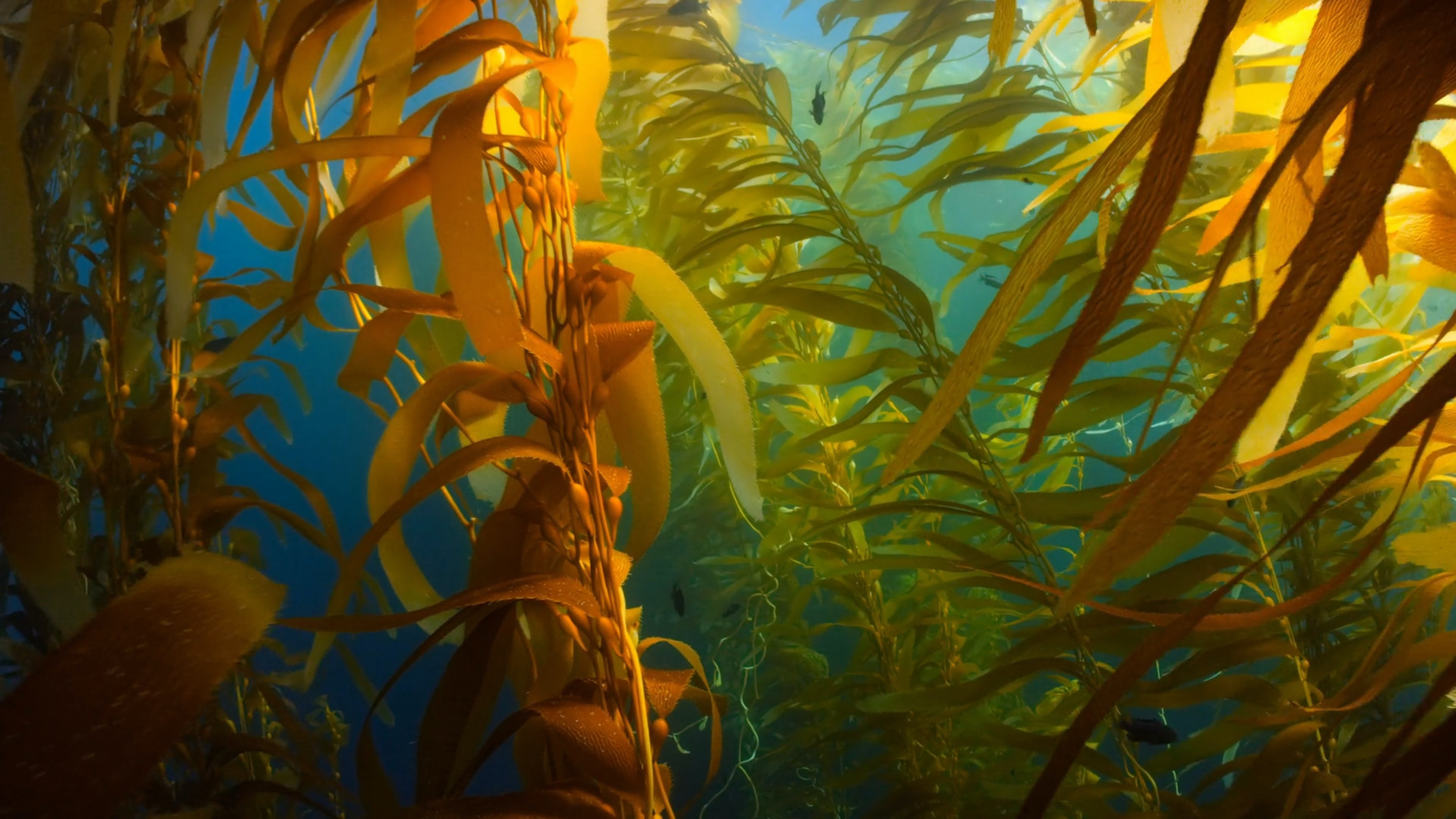 Seaweed growing in the ocean